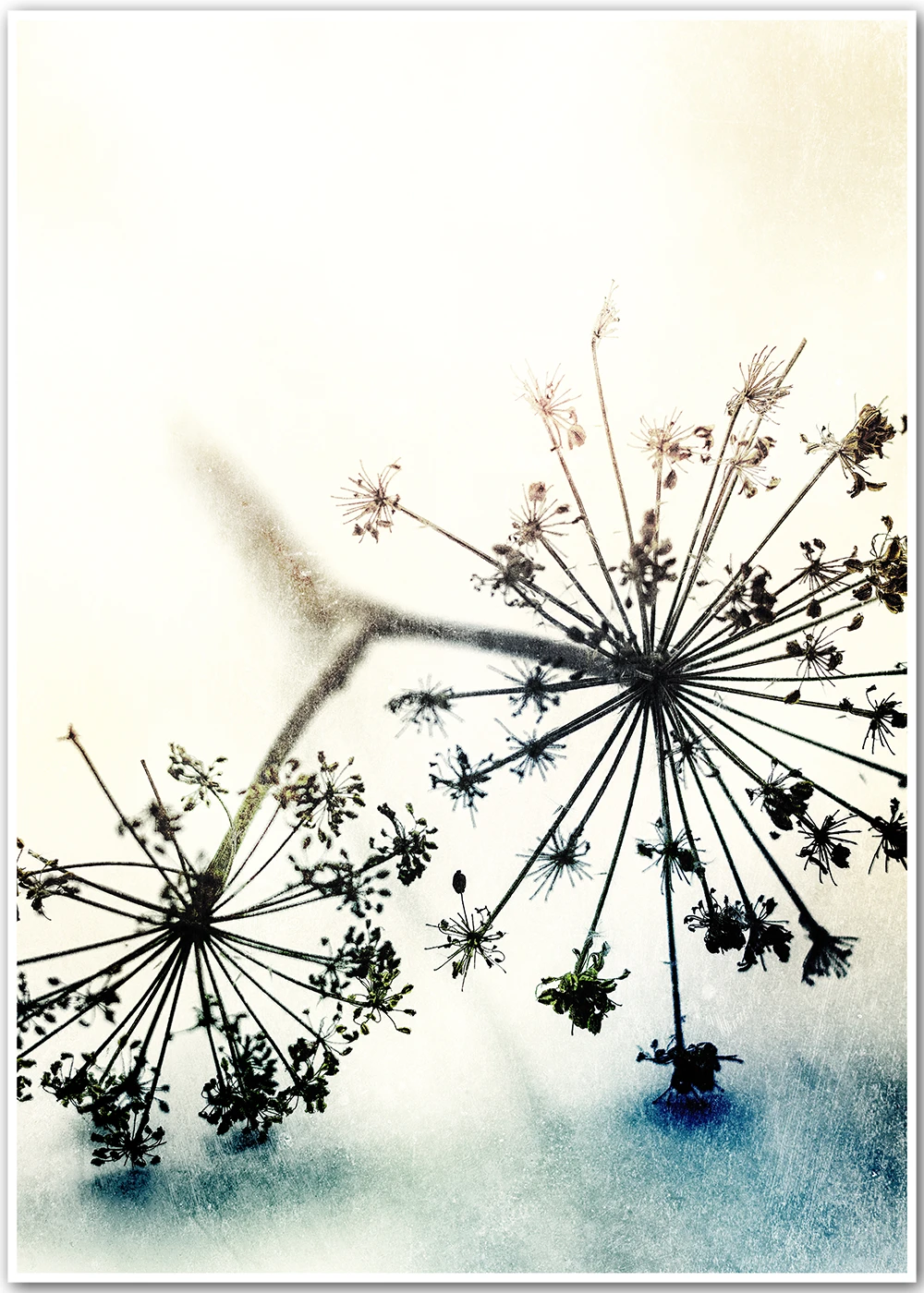 Fotografie mit Stilleben einer trockenen Wildstaude. Fotografie mit Stilleben einer trockenen Wildstaude.