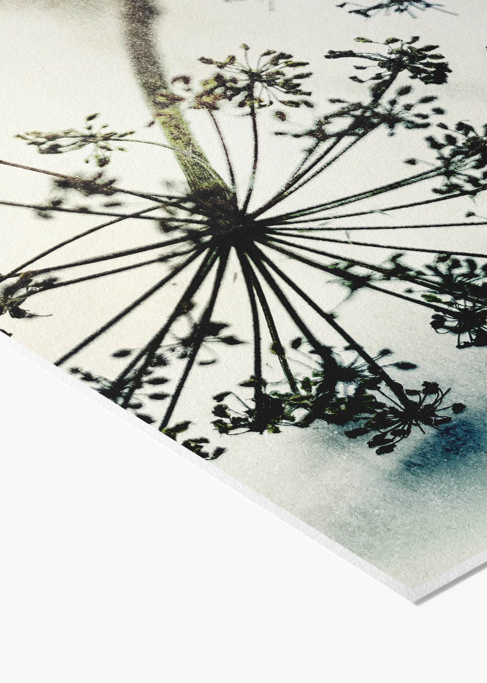 Fotografie mit Stilleben einer trockenen Wildstaude als Fine-Art-Print auf Hahnemühle Photo Rag. Fotografie mit Stilleben einer trockenen Wildstaude als Fine-Art-Print auf Hahnemühle Photo Rag.