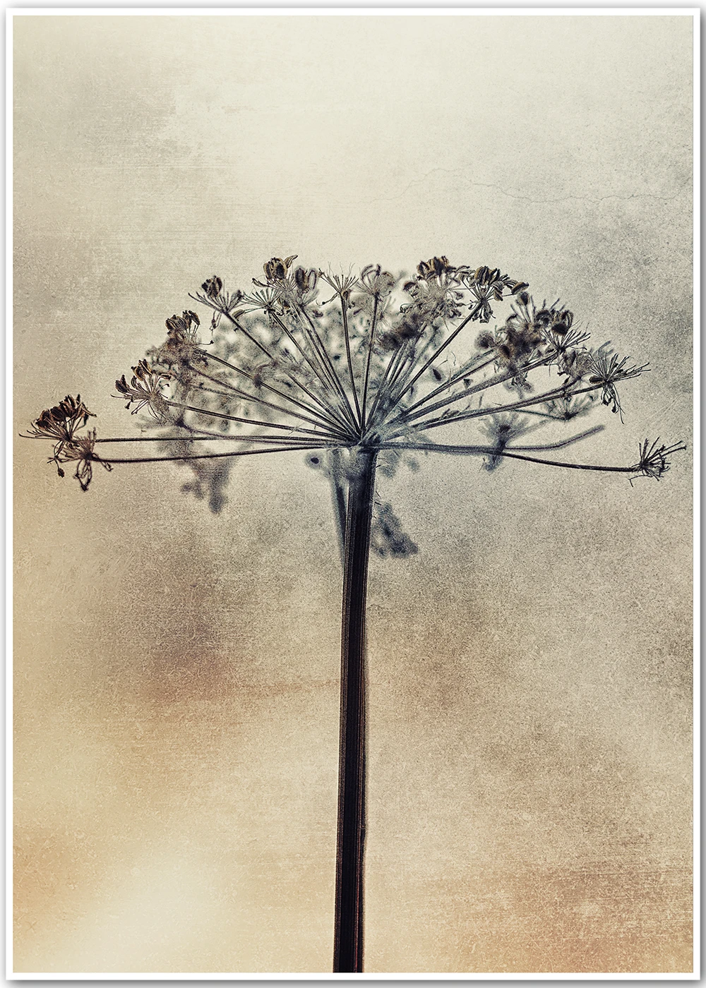 Fine-Art-Print einer minimalistisch fotografierten Wildstaude. Fine-Art-Print einer minimalistisch fotografierten Wildstaude.