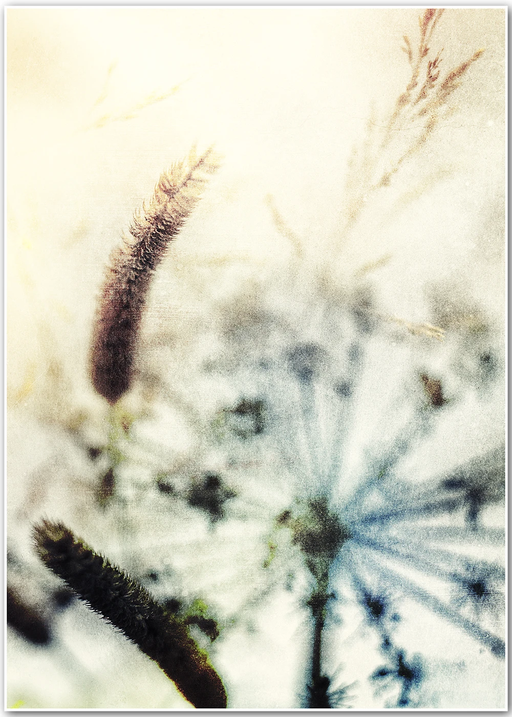 Abstrakte Kunstfotografie von getrockneten Gräsern.